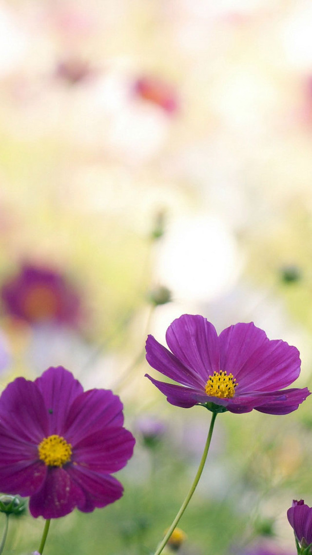 Purple flowers blurry background grass free wallpaper - medium preview image