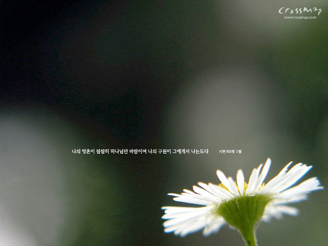 White flower blurry background foreign free wallpaper - medium preview image