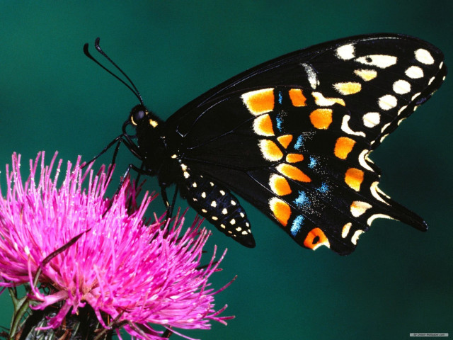 Butterfly flower wings spread sitting free wallpaper - medium preview image
