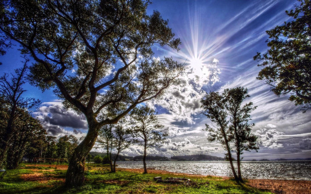 Sunny day lake trees grass free wallpaper - medium preview image
