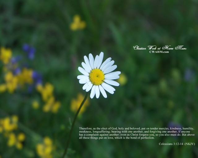White flower yellow center field free wallpaper - medium preview image