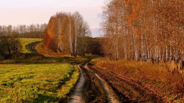 Dirt road autumn field trees free wallpaper - medium preview image