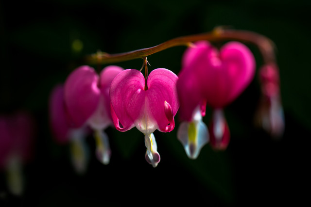 Flower closeup green pink blurry free wallpaper - medium preview image
