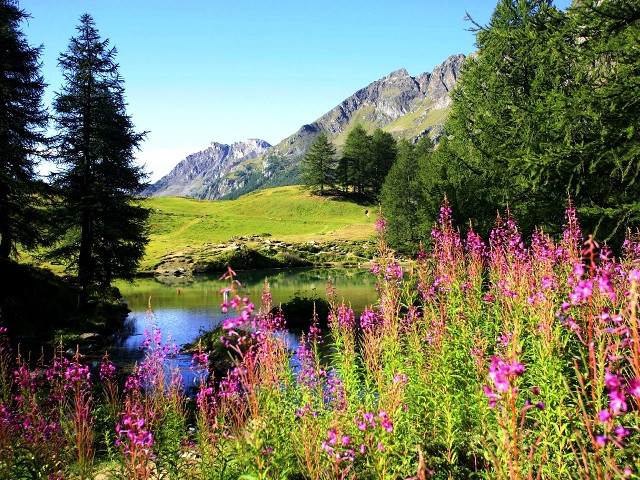 Lake green hillside flowers trees free wallpaper - medium preview image