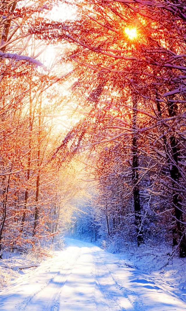 Snowy road trees sun shining free wallpaper - medium preview image