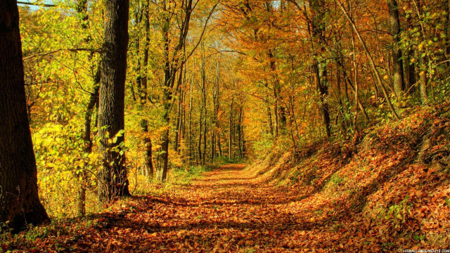 Dirt road fall trees leaves #5 free wallpaper - medium preview image