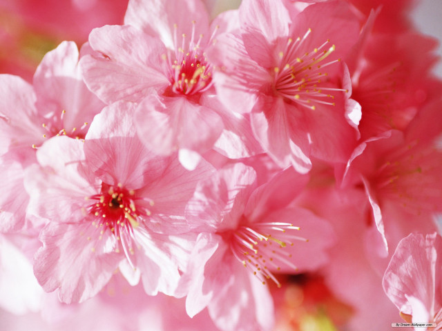 Pink flower macro closeup white free wallpaper for desktop - medium preview image