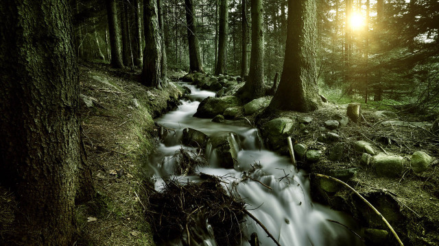 Stream forest trees rocks sunset free wallpaper - medium preview image