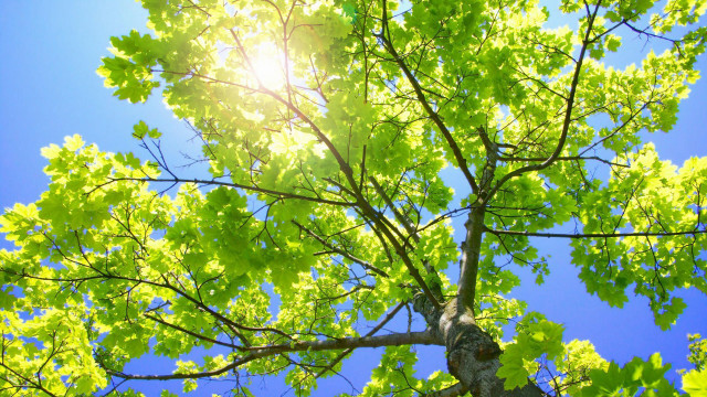 Tree sunlight blue sky bench free wallpaper - medium preview image