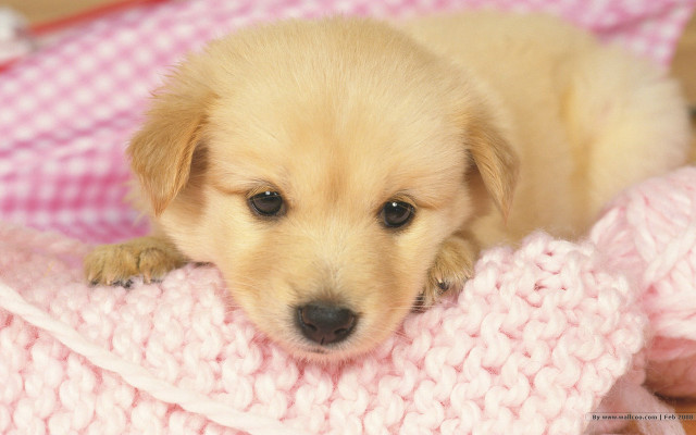 Puppy lying blanket pink sad free wallpaper - medium preview image