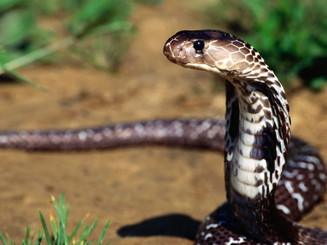 Cobra snake selfie park grass free wallpaper - medium preview image