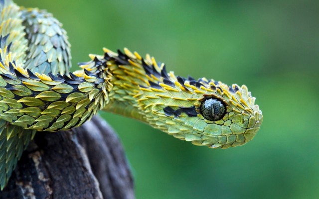Cobra closeup tree branch hyperrealistic free wallpaper - medium preview image