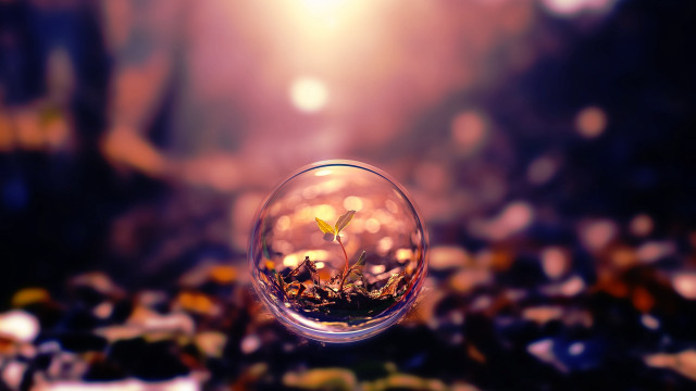 Glass ball plant tabletop blurry free wallpaper - medium preview image