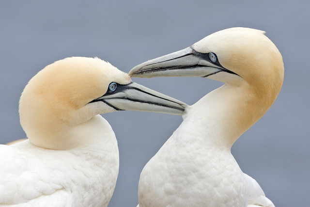 Two white birds touching beaks free wallpaper - medium preview image