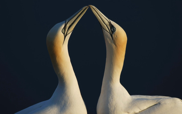 Two birds touching beaks dark free wallpaper - medium preview image