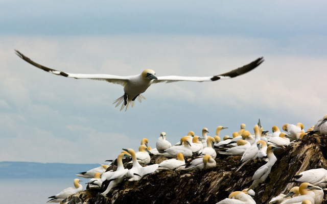 Flock birds rock formation ocean free wallpaper - medium preview image