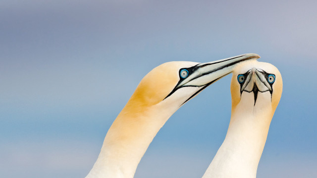 Bird eyes open beak open free wallpaper - medium preview image
