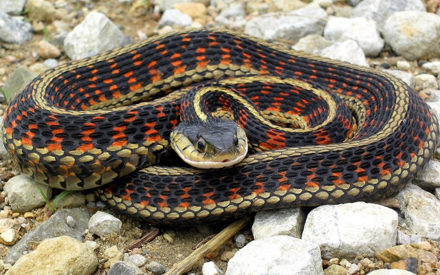 Large snake curled ground rocks free wallpaper - medium preview image