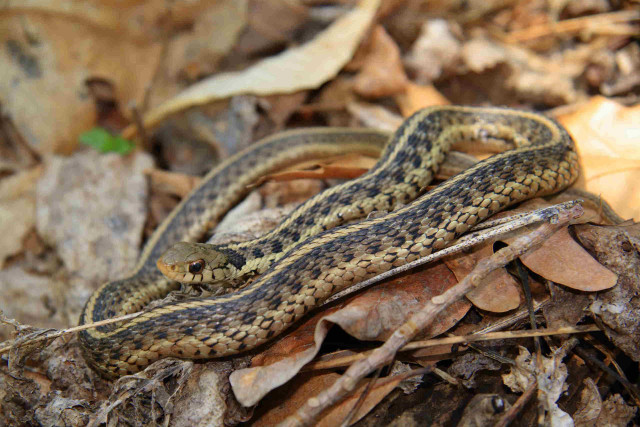 Snake laying ground leaves brown free wallpaper - medium preview image