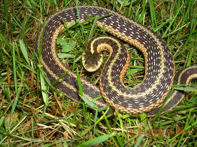 Snake curled grass brown white free wallpaper - medium preview image