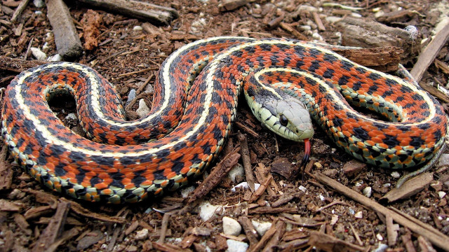 Snake curled ground head tongue free wallpaper - medium preview image