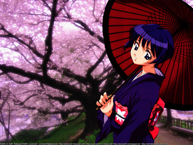 Pink umbrella cherry blossoms spring free wallpaper - medium preview image