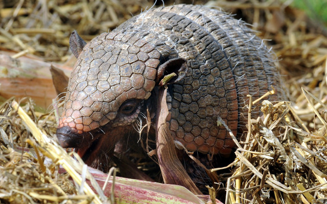 Small armadile eating plant city free wallpaper - medium preview image