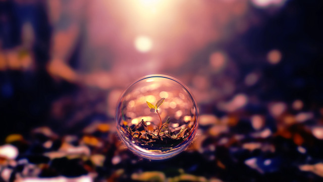 Glass ball plant tabletop blurry #2 free wallpaper - medium preview image