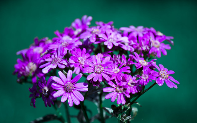Purple flower vase macro blurry #2 free wallpaper - medium preview image