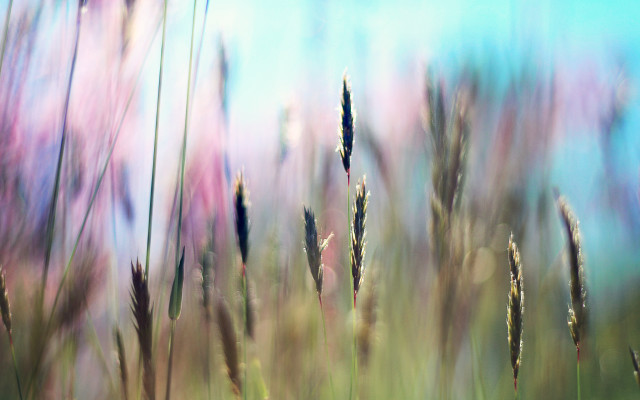 Blurry flower field sky ocean free wallpaper - medium preview image