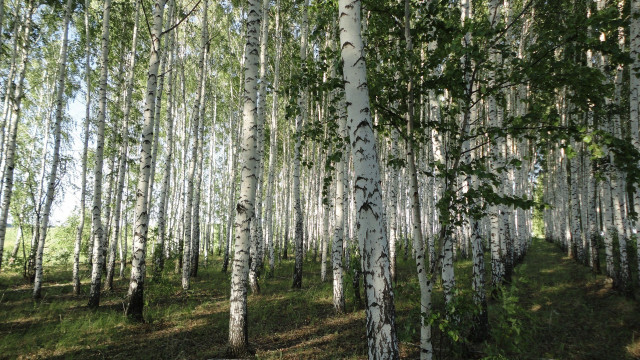 Forest grove urban nature woodcut free wallpaper - medium preview image