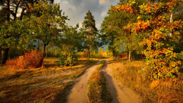 Dirt road autumn leaves forest #3 free wallpaper - medium preview image
