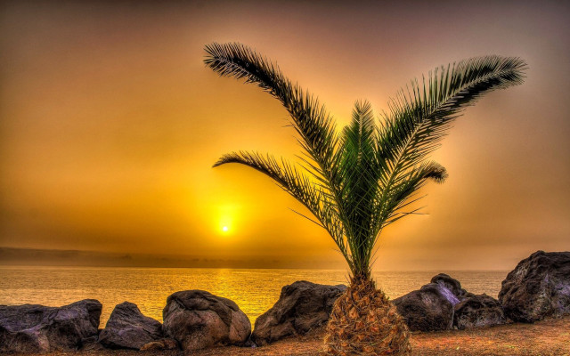 Palm beach sunset rocks dusk free wallpaper - medium preview image