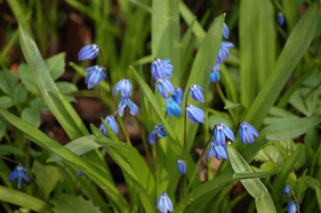 Blue flower butterfly field grass free wallpaper - medium preview image