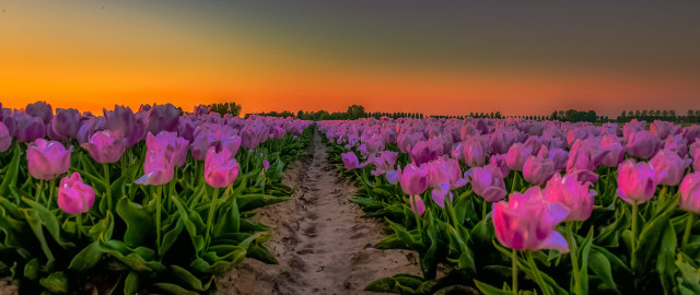 Pink tulips sunset path mystical free wallpaper - medium preview image