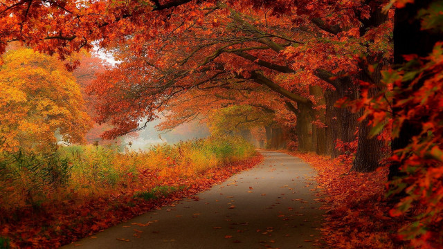 Foggy path autumn leaves forest free wallpaper - medium preview image