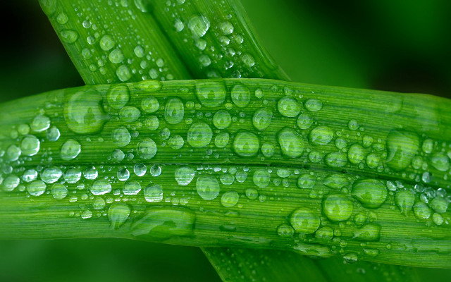 Green plant water drops macro #10 free wallpaper - medium preview image