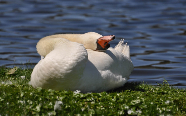 Swan grass water head beak free wallpaper - medium preview image
