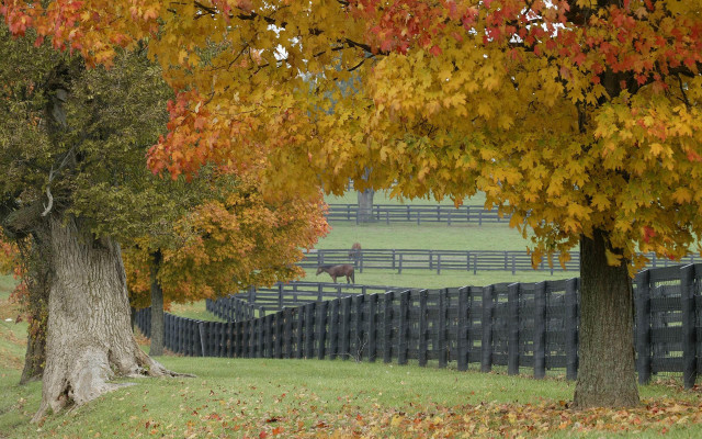 Horse fence trees autumn impressionist free wallpaper - medium preview image