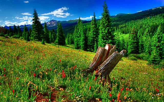 Field tree stump mountain flowers free wallpaper - medium preview image