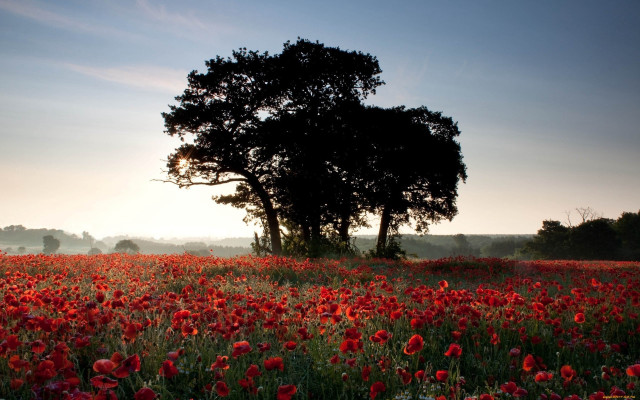 Red flower field sunset bouquet free wallpaper - medium preview image