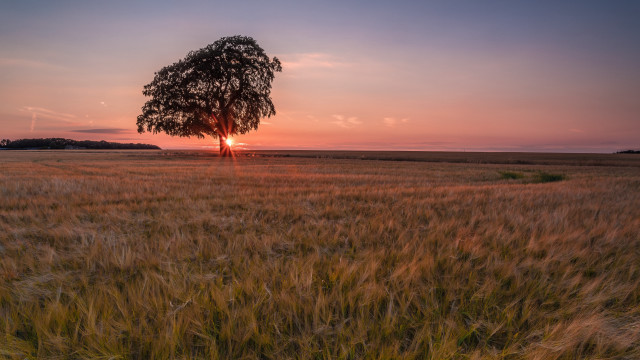 Lone tree wheat field sunset free wallpaper - medium preview image