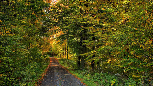 Autumn road trees yellow leaves free wallpaper - medium preview image