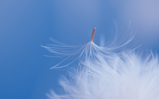 White feather blue sky red free wallpaper - medium preview image