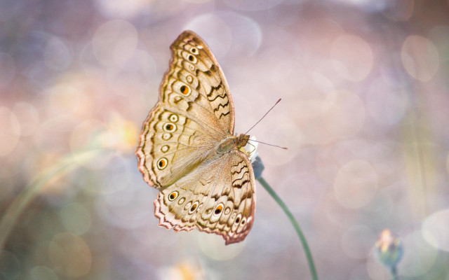 Butterfly flower sun bokeh macro free wallpaper - medium preview image
