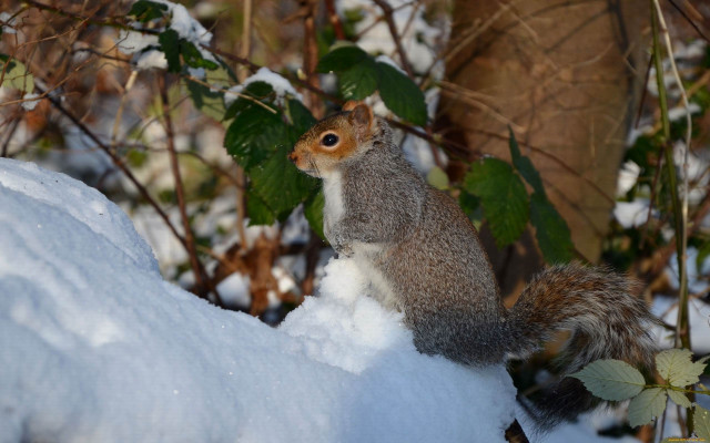 Squirrel snowy ledge ecological art free wallpaper - medium preview image