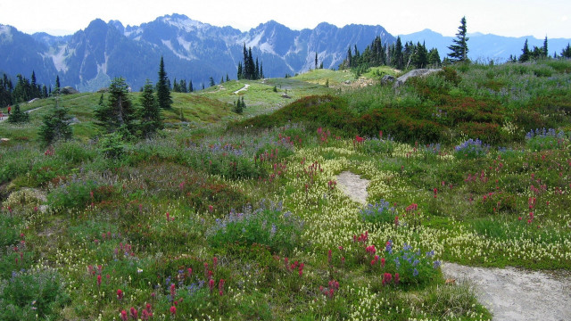 Grassy hill trail flowers mountains free wallpaper - medium preview image
