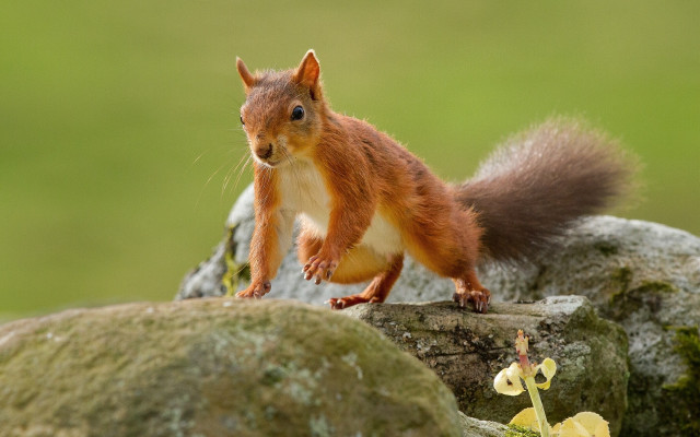 Squirrel rock flower green background free wallpaper - medium preview image