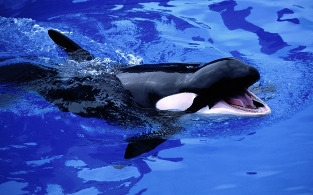 Orca open mouth blue ocean free wallpaper - medium preview image