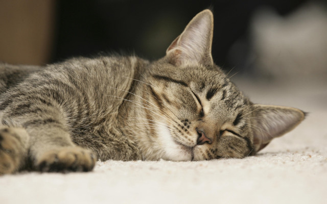 Cat sleeping floor blurry photorealistic free wallpaper - medium preview image